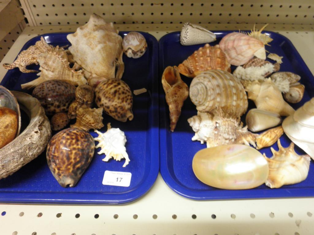 Appraisal: A large quantity of exotic shells - two trays