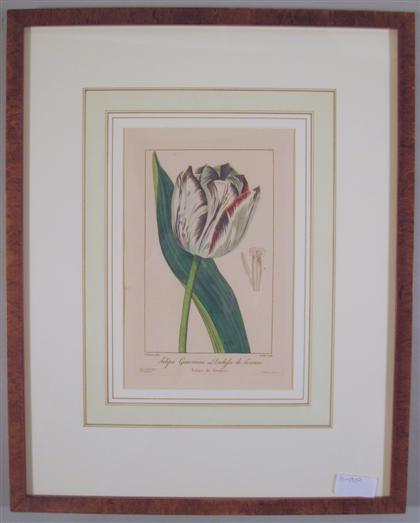 Appraisal: pieces Hand colored Botanical Engravings Beesa Pancrace tulips Paris -