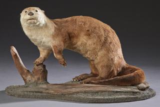 Appraisal: Taxidermied Otter th c on an oval wood and sa