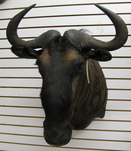 Appraisal: AFRICAN BLUE WILDEBEEST trophy head mount South Africa a large