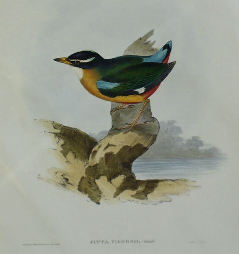 Appraisal: Vigors' Pitta Pitta Vigorsii Lithograph by Elizabeth Gould