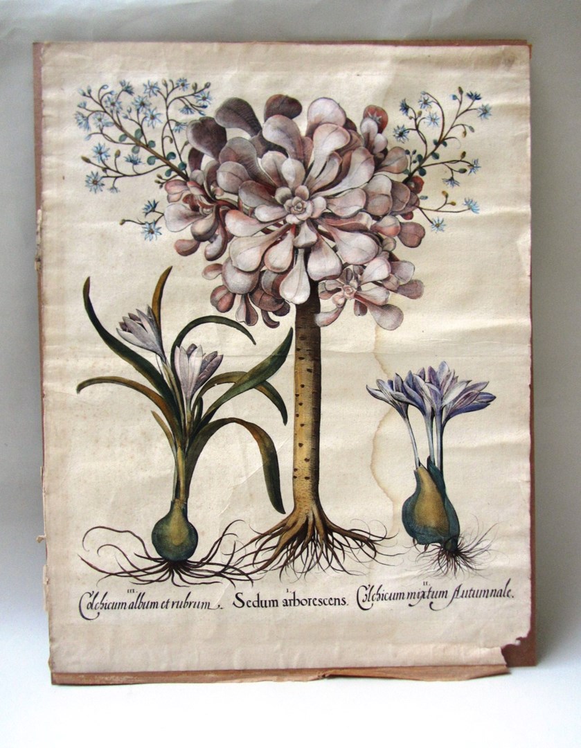 Appraisal: After Basilius Besler Sedum Arborescens engraving with hand colouring unframed