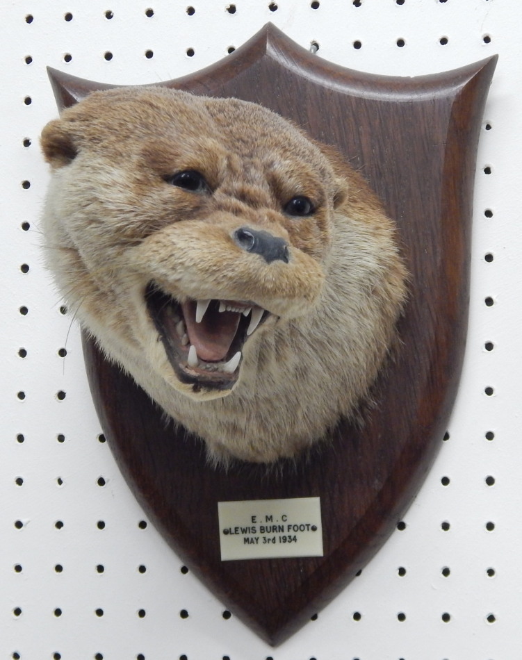 Appraisal: A taxidermied otter by Spicer of Leamington Spa the oak