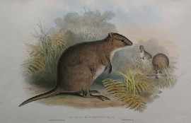 Appraisal: Gould John Halmaturus Brachyurus Gilbert's Rat-Kangaroo col lithograph plate mounted