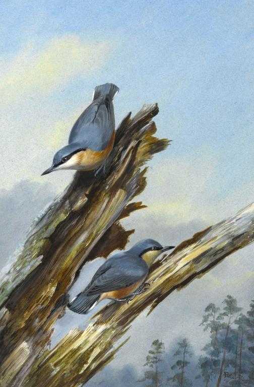 Appraisal: PHILIP RICKMAN - NUTHATCHES THE FORESTERS FRIENDS signed watercolour and