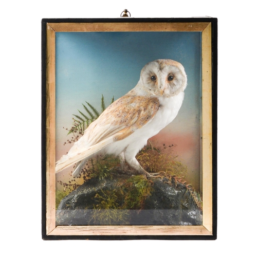 Appraisal: Bird taxidermy Barn owl early th c realistically mounted on