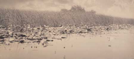 Appraisal: EMERSON PETER HENRY - Water Lillies Platinum print x inches