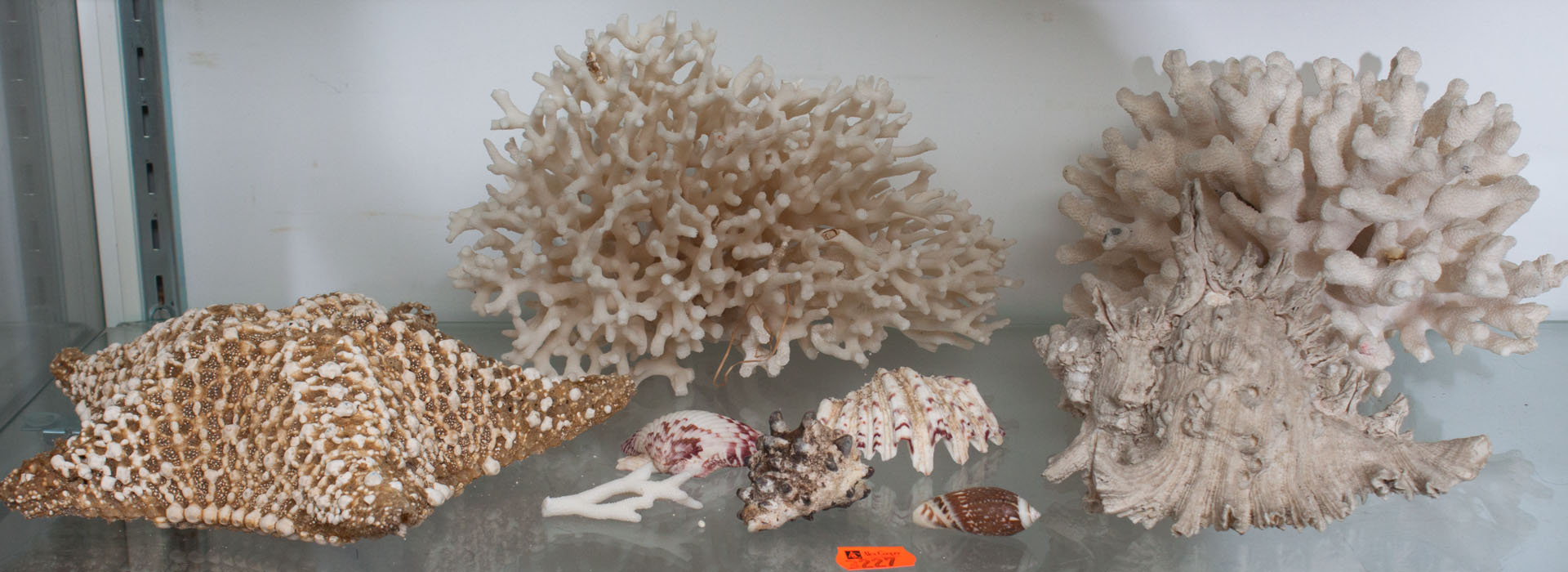 Appraisal: Assortment of shells and coral