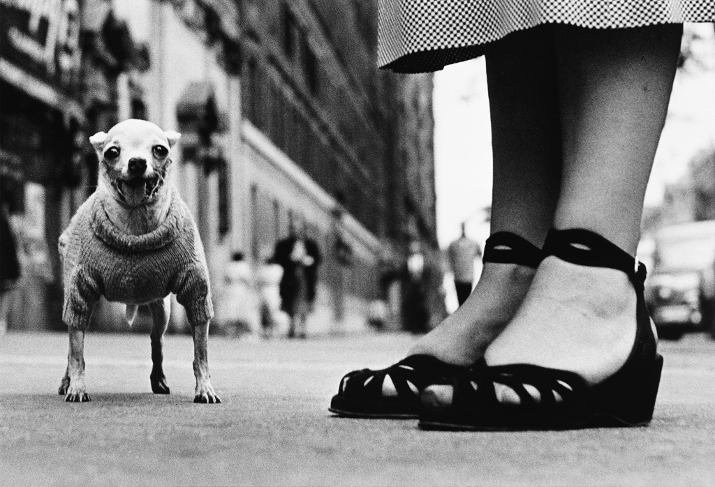 Appraisal: ELLIOTT ERWITT - New York City chihuahua in a sweater