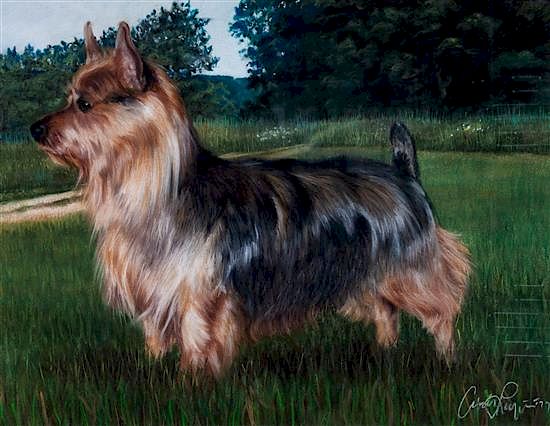 Appraisal: A Pastel Drawing of an Australian Terrier x inches A