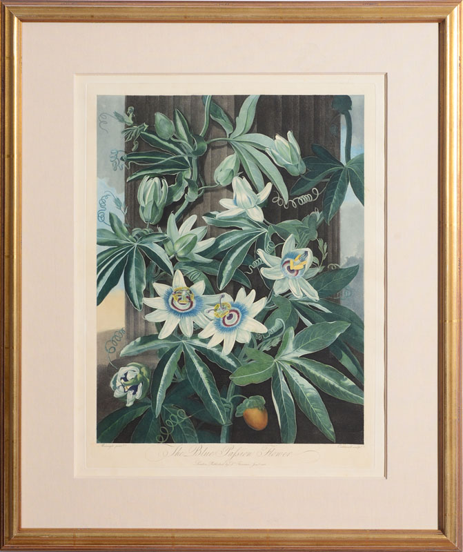 Appraisal: ROBERT JOHN THORNTON - THE BLUE PASSION FLOWER Aquatint with