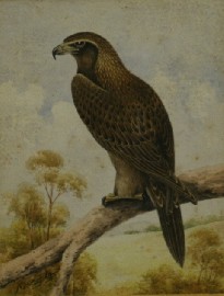 Appraisal: Neville William Cayley Junior - Wedge Tail Eagle watercolour on