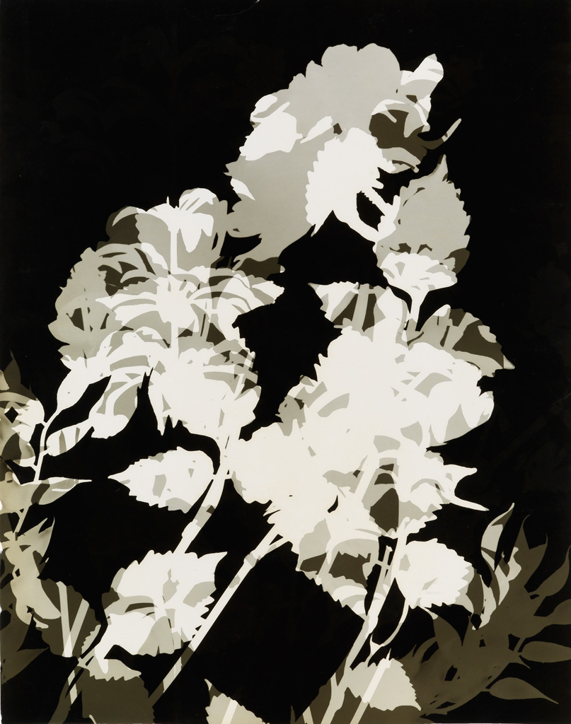 Appraisal: PHOTOGRAMS Group of abstracted photograms of cut-out paper flowers Silver