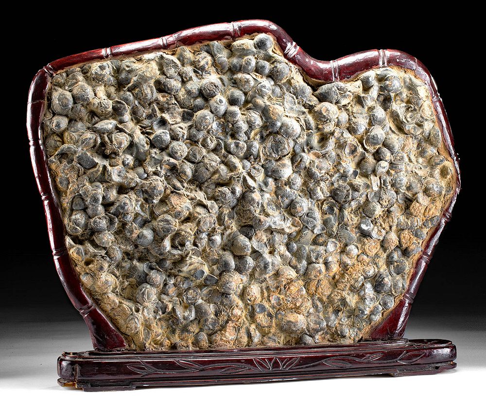 Appraisal: Huge Fossilized Brachiopod Shell Matrix in wood frame Ancient seas