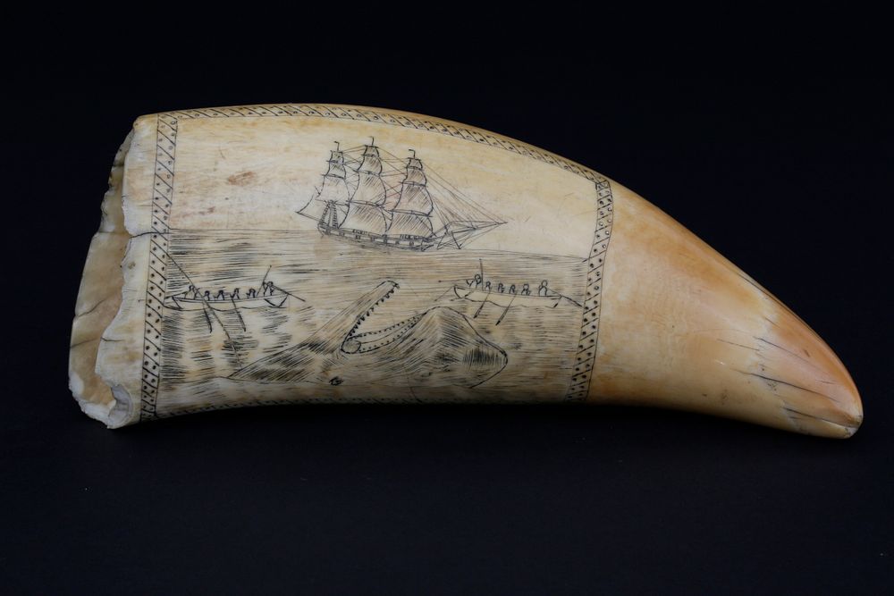 Appraisal: Scrimshaw Whaling Scene Sperm Whale Tooth circa Scrimshaw Whaling Scene