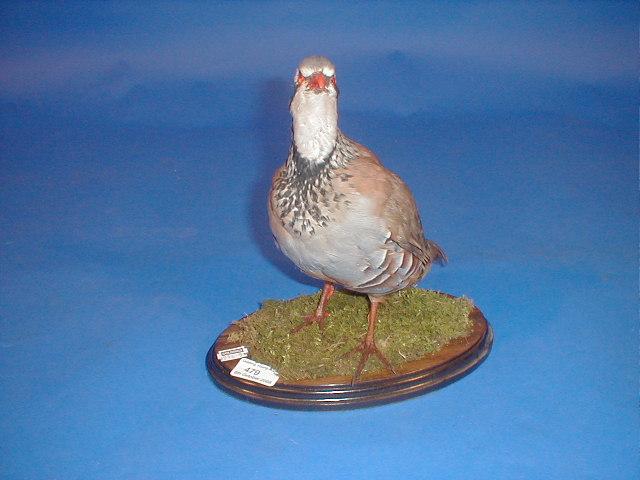 Appraisal: A taxidermy French partridge