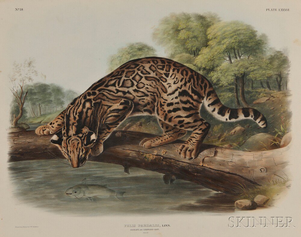 Appraisal: Audubon John James - Ocelot Plate LXXXVI from The Viviparous