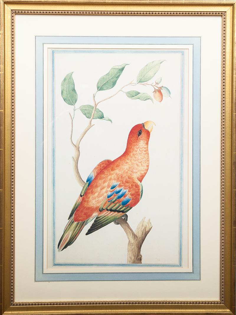 Appraisal: th Century School Four Ornithological Prints Photomechanical reproductions on paper