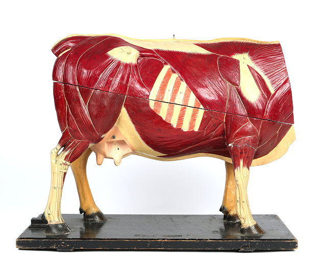 Appraisal: AN OLD TWO PART PAINTED MODEL of a cow showing