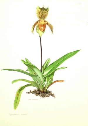 Appraisal: John Wilkinson late th century- Cypripedium Sanderi watercolour signed and