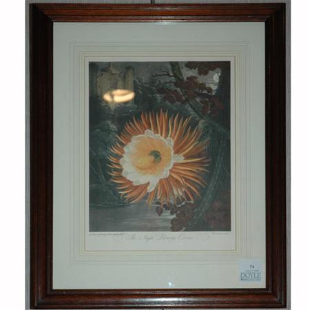 Appraisal: Dr Robert John Thornton publisher NIGHT BLOWING CEREUS Color photoreproduction