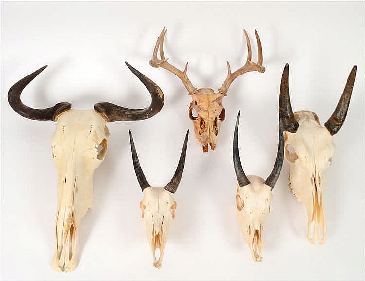 Appraisal: GROUP OF FIVE SKULL ANTLER HORN TROPHY MOUNTSIncluding species from