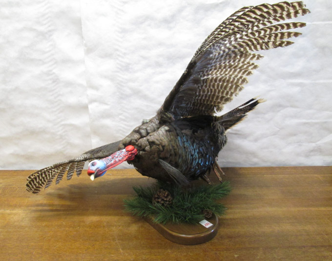 Appraisal: WALL TAXIDERMY MOUNT a full mount wild turkey in flight