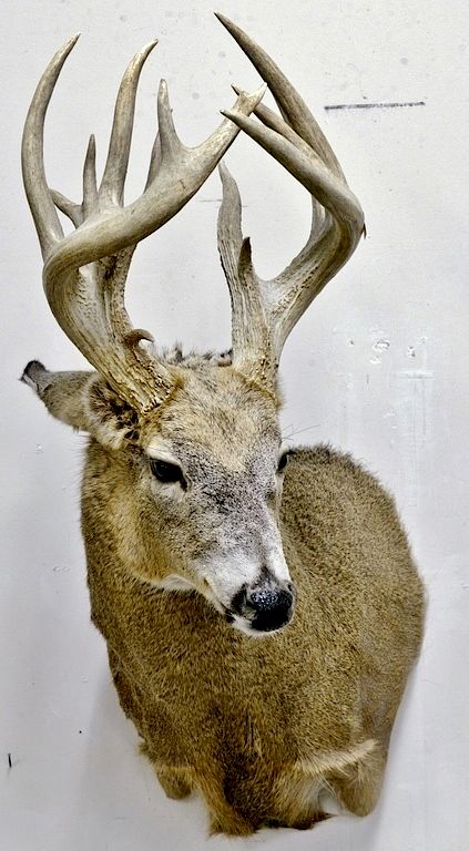 Appraisal: Whitetail deer buck taxidermy shoulder mount non typical rack over