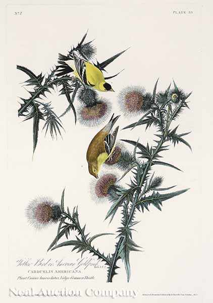 Appraisal: After John James Audubon American - Yellow Bird or American