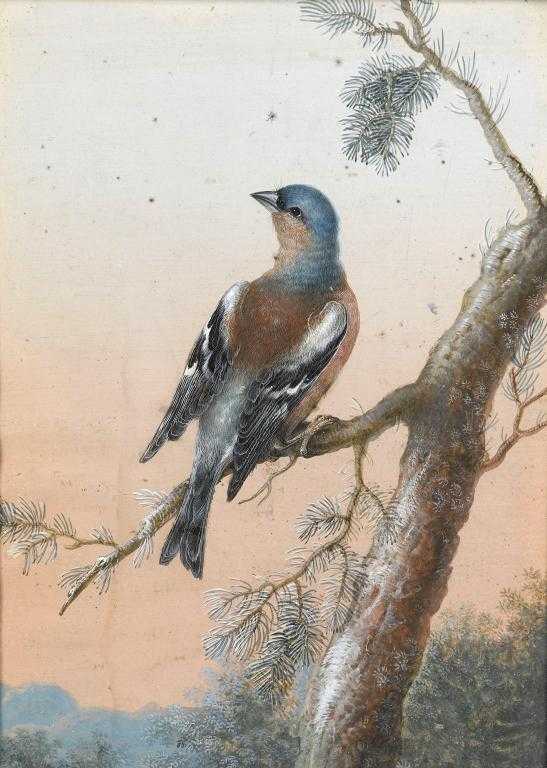 Appraisal: CRHISTOPH LUDWIG AGRICOLA - A CHAFFINCH ON A PINE BRANCH