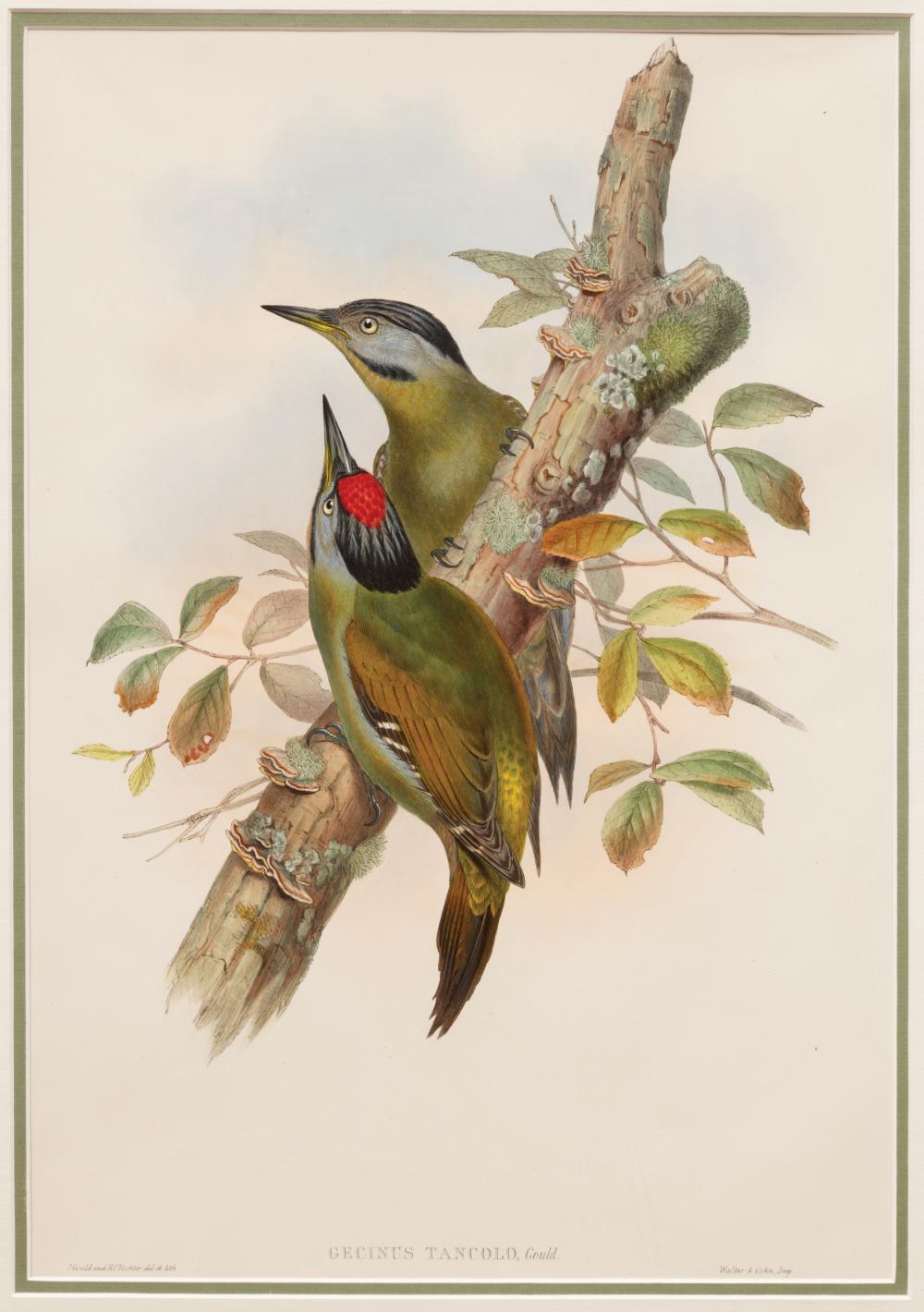 Appraisal: John Gould British - Garrulus Taivanus Merula Castanea and Gencius