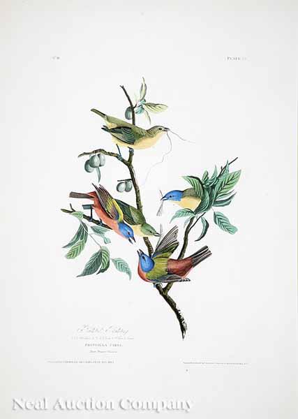 Appraisal: After John James Audubon American - Painted Bunting No Plate