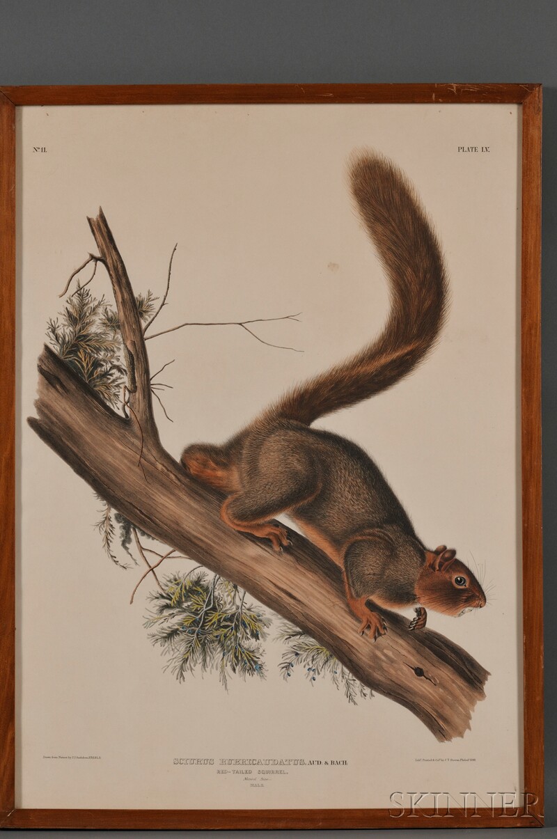 Appraisal: Audubon John James - Red Tailed Squirrel plate LV from