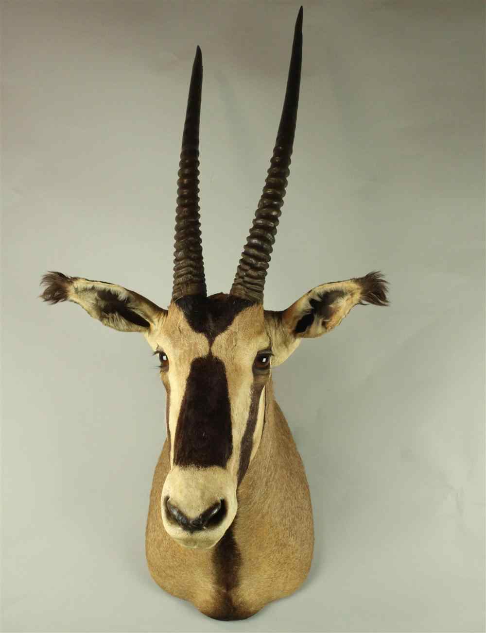 Appraisal: EAST AFRICAN FRINGE EARED ORYX TAXIDERMY SHOULDER MOUNT LABELED ''JAMES