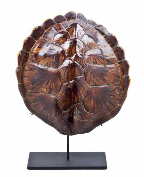 Appraisal: A Tortoise Shell bearing a Cayman Turtle Farm label to