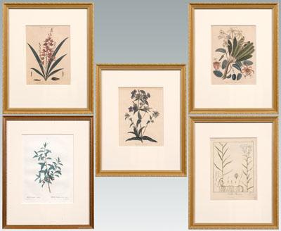 Appraisal: Five botanical engravings quot Limax and Limodorum quot quot Passiflora