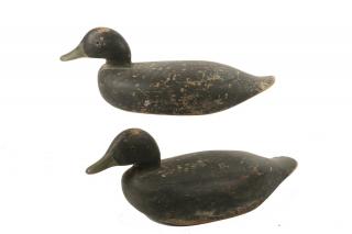 Appraisal: PAIR OF MAINE DECOYS Carved and Painted Black Duck Decoys