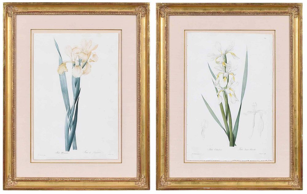 Appraisal: Pierre Joseph Redout French Two plates of irises from Les