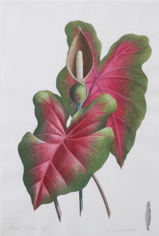 Appraisal: JAMES LINTON SAIN American b CALADIUM signed and dated lower