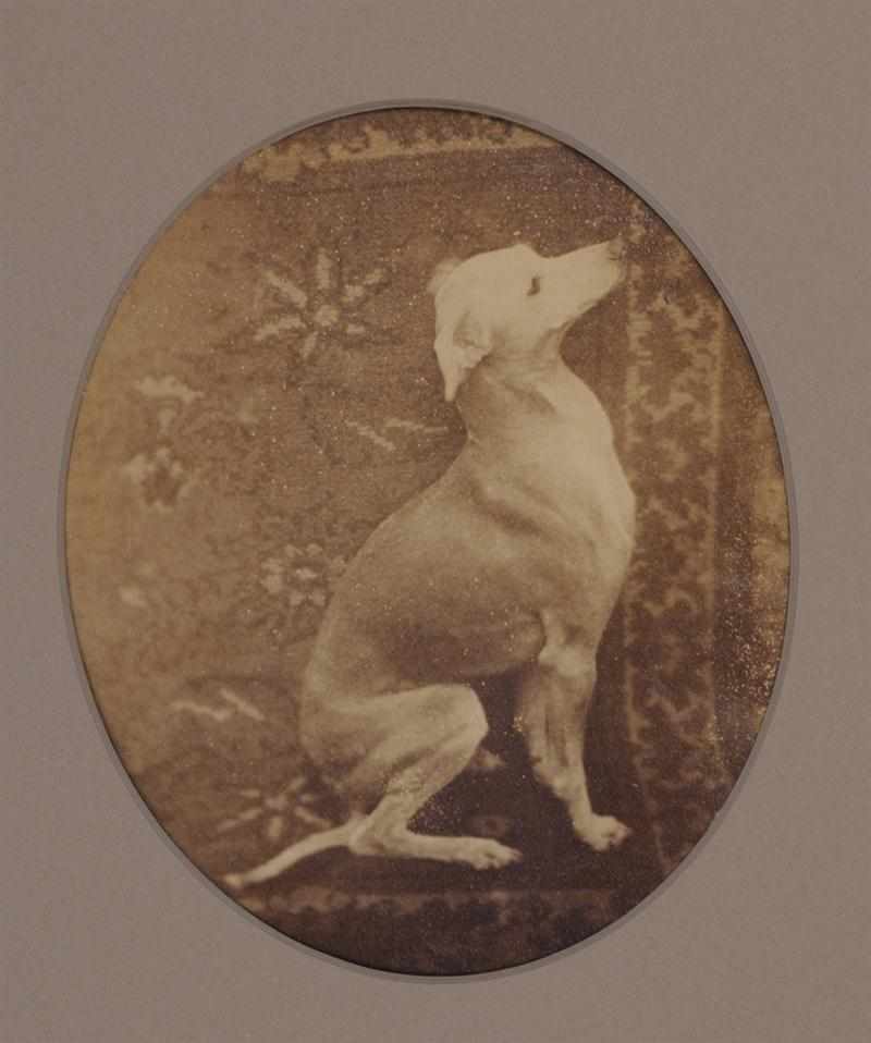 Appraisal: PARKINSON NY WHIPPET POSED ON CARPET Toned albumen print Provenance