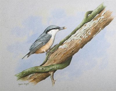 Appraisal: Stephen Gayford b A nuthatch on a branch Signed Watercolour