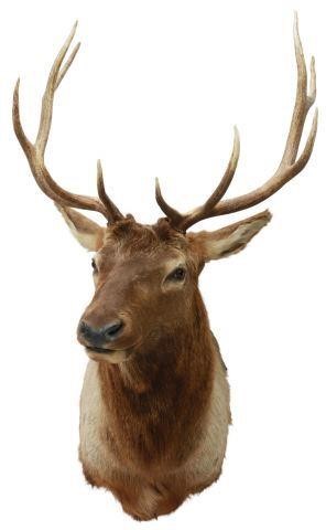 Appraisal: Taxidermy Elk shoulder mount point antlers approx h w d