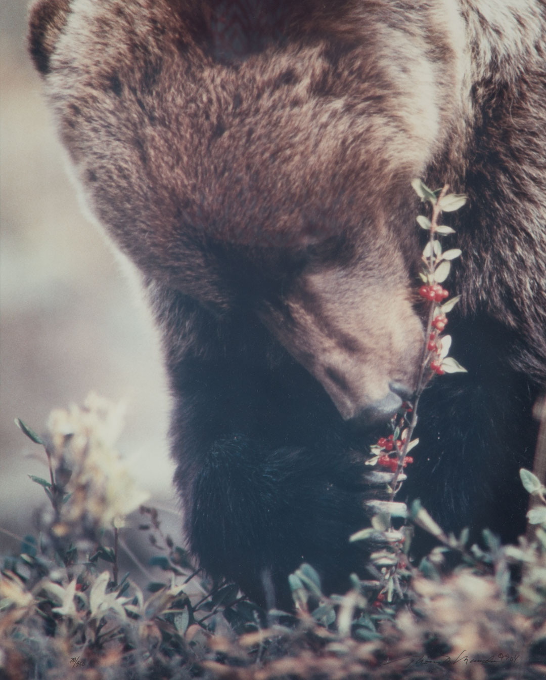 Appraisal: Thomas D Mangelsen brown bear photograph American signed lr framed