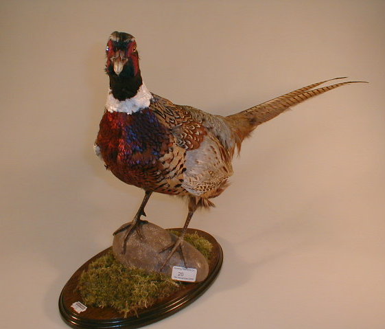 Appraisal: A mounted taxidermy specimen of a pheasant