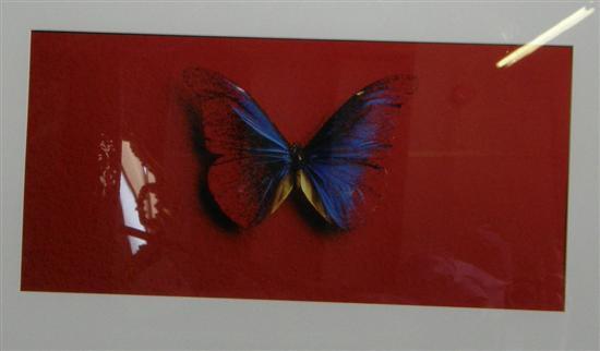 Appraisal: Six Artistic Photographs of Butterflies on a powdered surface PLEASE