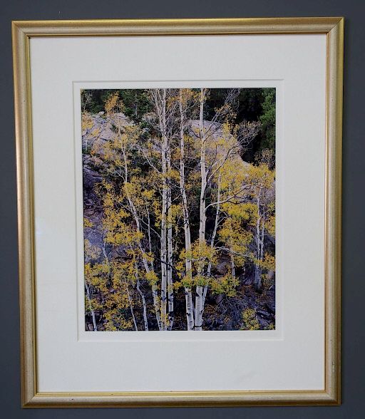 Appraisal: Photograph of Beech Trees Framed and matted photograph of beech