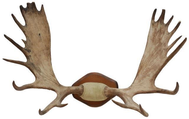 Appraisal: Large moose antler rack trophy wall mount approx h w