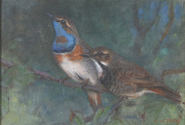 Appraisal: ALLEN WILLIAM SEABY - Two North American Blue-Throats - Small