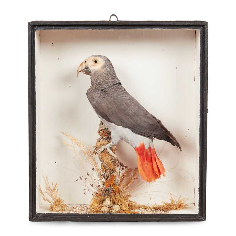 Appraisal: VICTORIAN CASED TAXIDERMY GREY PARROT CIRCA in a naturalistic setting