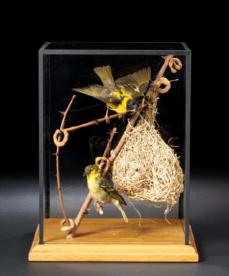 Appraisal: Cased English Taxidermy Pair of Songbirds presented perched beside their